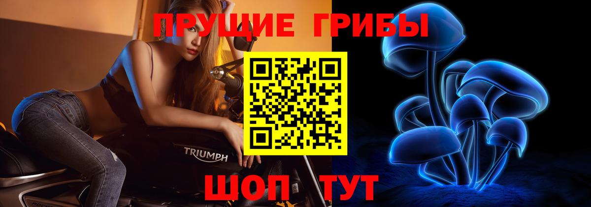 Псилоцибиновые грибы Psilocybe Тимашёвск